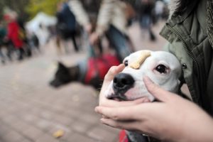 Помочь собакам из приюта может каждый. Фото: архив "Вечерняя Москва"