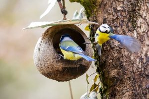 1 апреля начинается период, когда птицы занимаются обустройством гнезд. Фото: pixabay.com