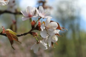 Цветение сакуры в 2016 году. Фото: пресс-служба Бирюлевского дендропарка Цветение сакуры в 2016 году. Фото: пресс-служба Бирюлевского дендропарка