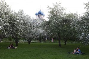 В «Борисовских прудах» зацвели яблони. Фото: архив, «Вечерняя Москва»