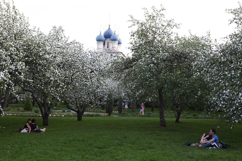 Посетители парка «Борисовские пруды» смогут полюбоваться цветением яблонь
