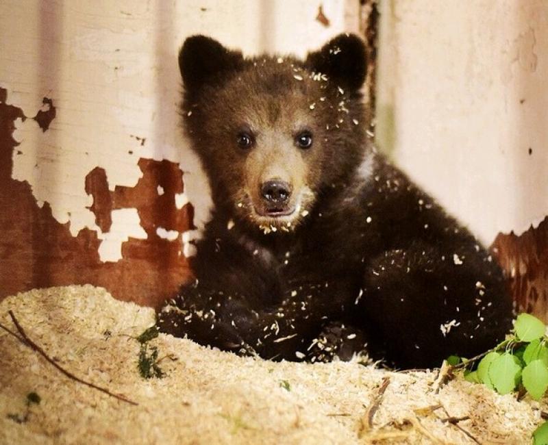 В Москве могут запретить содержание бурых медведей и енотов в квартирах