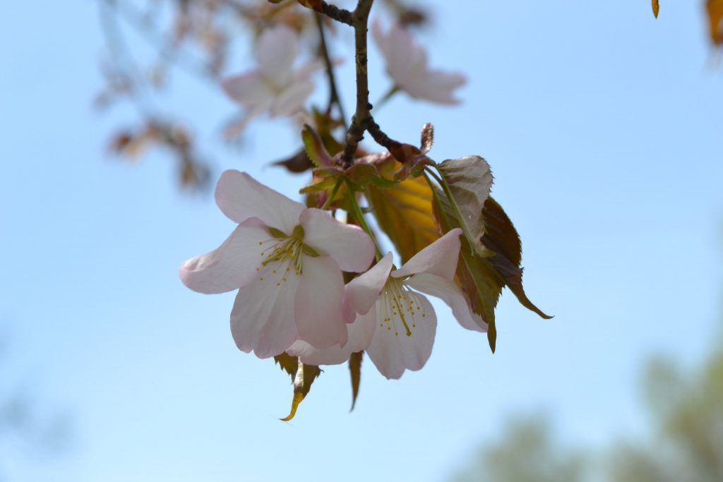 Начало цветения сакуры отметили в Бирюлевском дендропарке