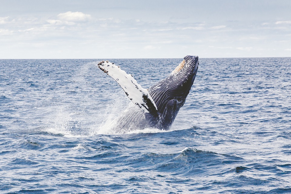 Собратья «синих китов»