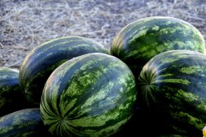 Самыми популярными среди предпринимателей были бахчевые развалы на юге Москвы. Фото: Pixabay.com