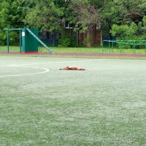 июня 2017 года. Лиса на спортивной площадке школы № 1245 в Южном Чертанове. Фото: shutterstock
