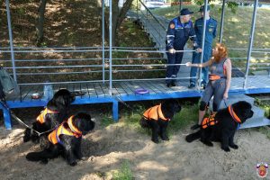 Число собак-спасателей увеличится в Москве в два раза