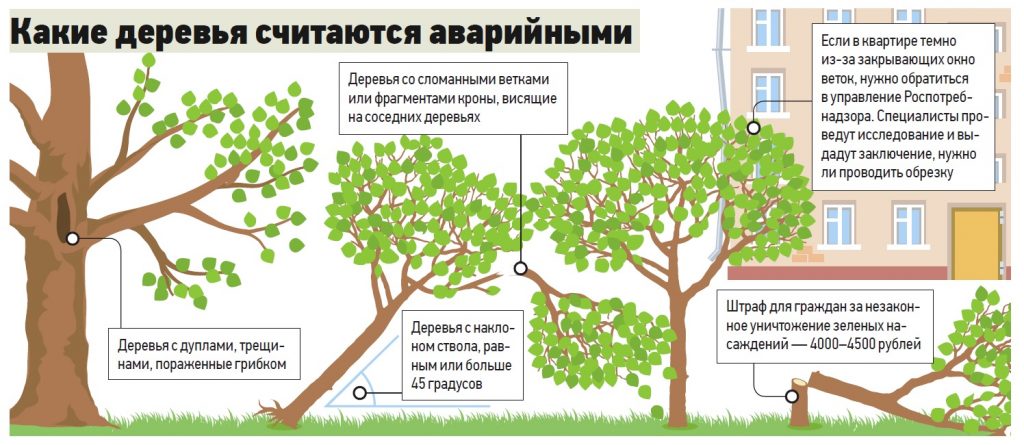 Какие деревья считаются аварийными: инфографика. Какие деревья считаются аварийными: инфографика.