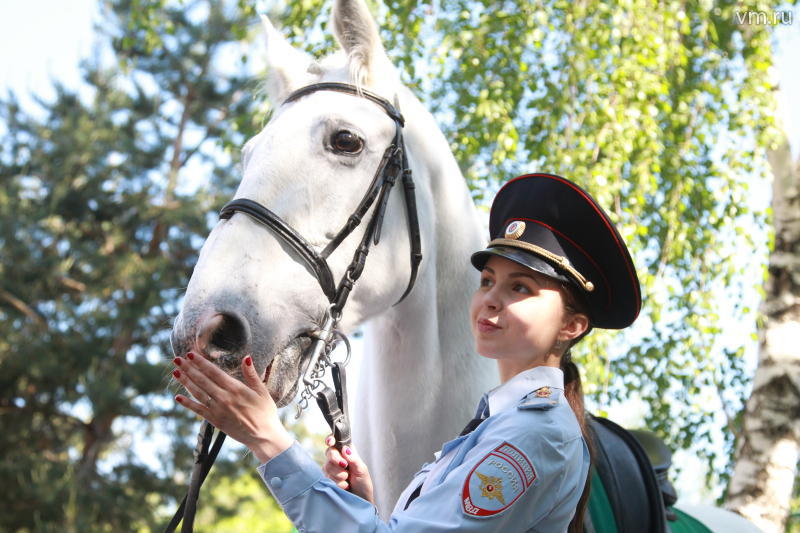 МВД в Москве закупит десять лошадей орловской породы