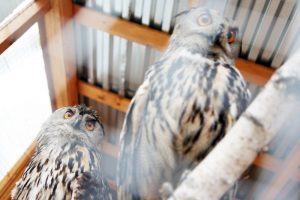 Вольеры для животных и птиц откроют в столичных парках. Фото: архив «Вечерняя Москва» Вольеры для животных и птиц откроют в столичных парках. Фото: архив «Вечерняя Москва»