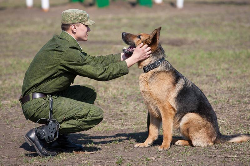 Центр кинологической службы откроют в Царицыне в июле