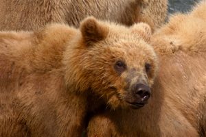 Ареал обитания бурых медведей весьма широк. Фото: pixabay.com