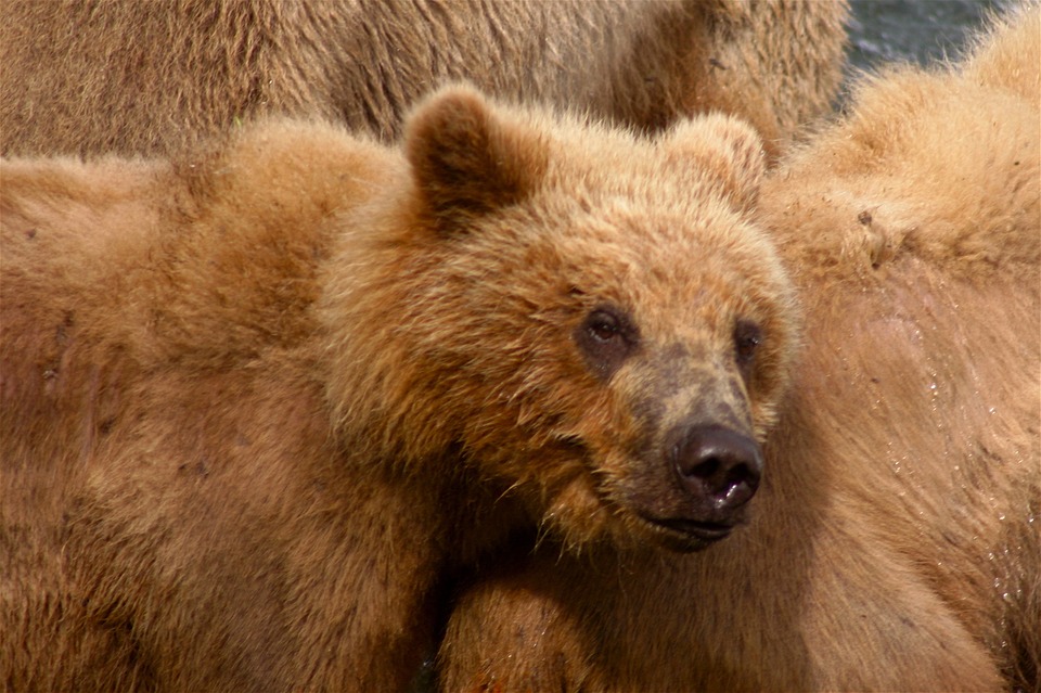 Запертого медвежонка нашли в машине на юго-западе Москвы