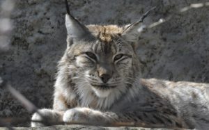 Посещать семейство рекомендуют по вечерам. Фото: moscowzoo.ru Посещать семейство рекомендуют по вечерам. Фото: moscowzoo.ru