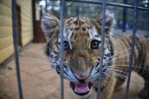 В столице оставят лишь одного из новорожденных. Фото: Антон Гердо