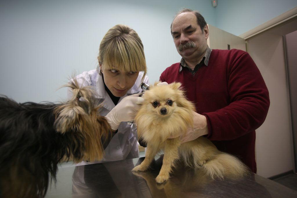 Ветеринары Южного округа получили приз зрительских симпатий на конкурсе «Московские мастера»