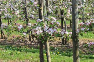 Зона отдыха «Яблоневый сад» откроется в Орехове-Борисове Южном. Фото: pixabay.com
