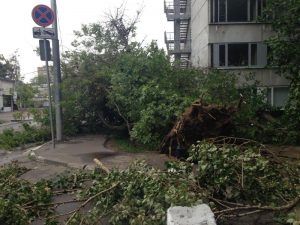 От предыдущего шторма пострадали 2,5 тысячи деревьев. Фото: Иван Юрченко, «Вечерняя Москва» От предыдущего шторма пострадали 2,5 тысячи деревьев. Фото: Иван Юрченко, «Вечерняя Москва»