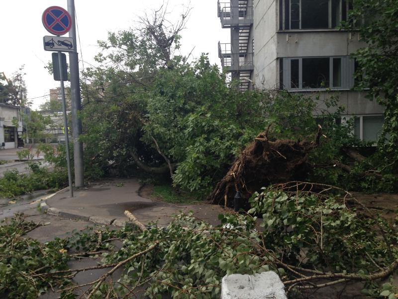 В Москве после прошедшего шторма высадят новые деревья