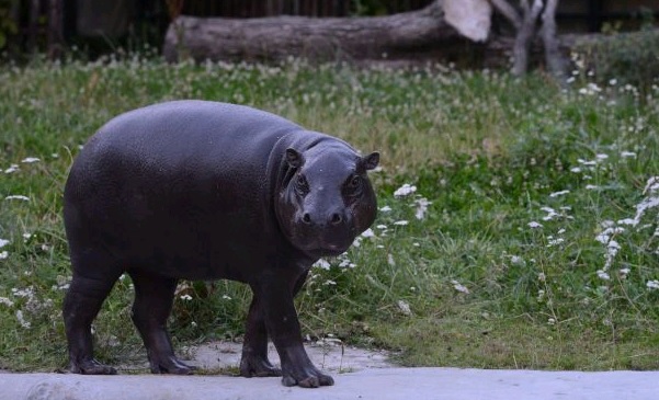 В Московский зоопарк привезли карликового бегемота