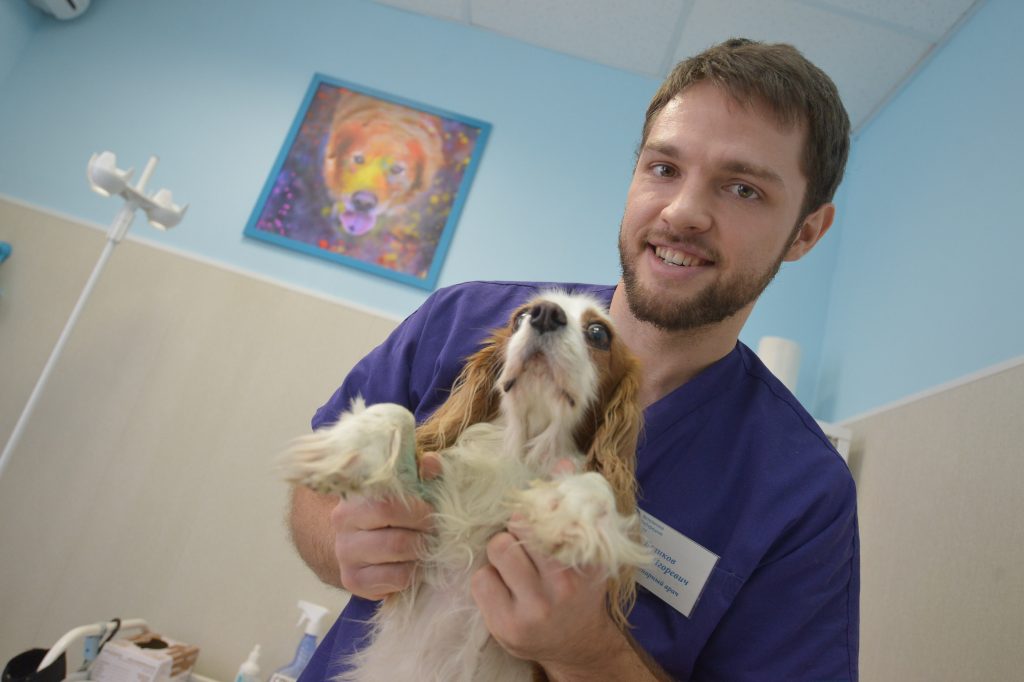 Ведущих ветеринарных врачей Южного округа наградят почетными грамотами за отличную работу