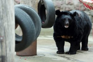 Косолапые готовятся к спячке и получают двойной рацион. Фото: Анна Иванцова Косолапые готовятся к спячке и получают двойной рацион. Фото: Анна Иванцова