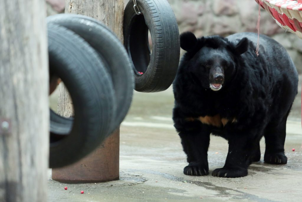 Московский зоопарк накормит медведей и шакалов на глазах посетителей