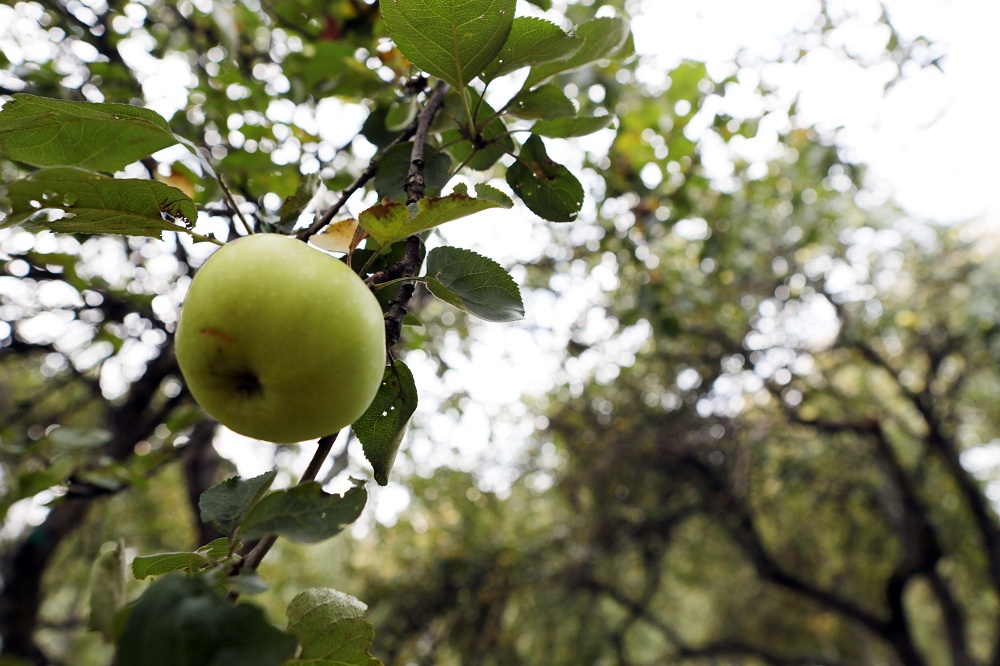 Донской монастырь организует сбор яблок
