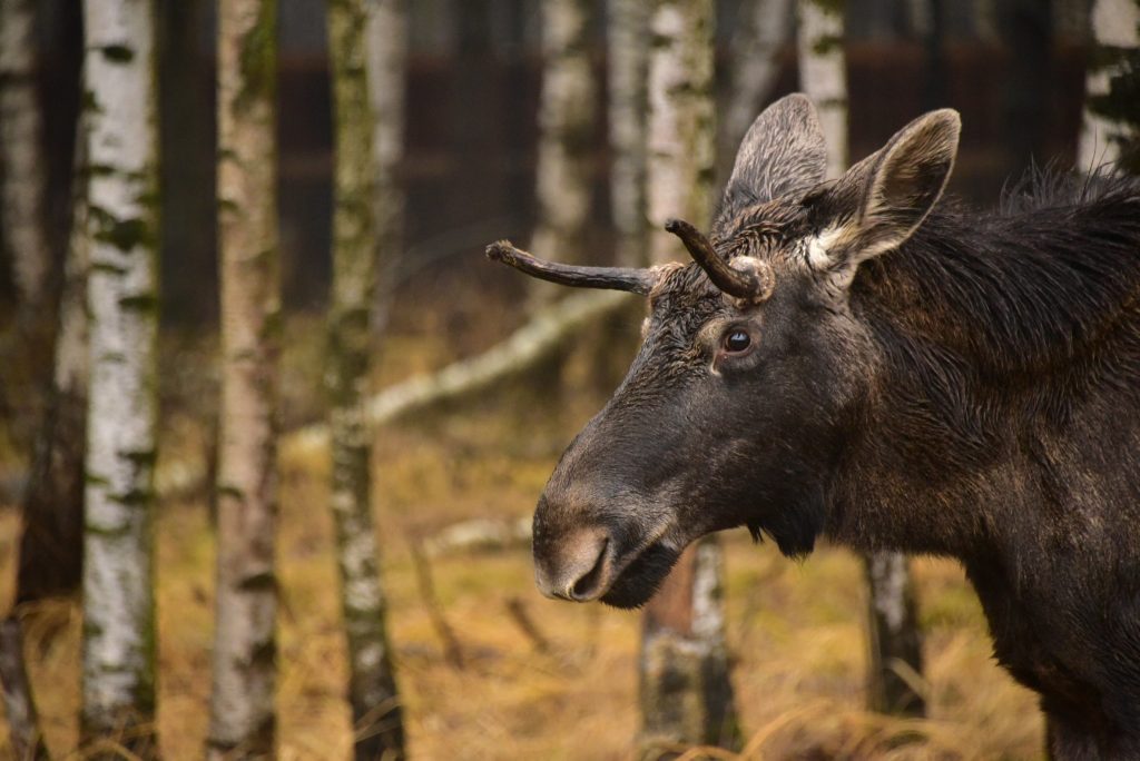 Лось в саратовской области. Охотхозяйство лось переславский район. Как найти лося в лесу. Сохатый лось. Лось осень.