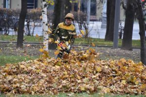 Убирать листву во дворах или нет, решат сами москвичи. Фото: архив, «Вечерняя Москва»