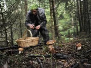 Как не заблудиться в лесу: советы грибникам