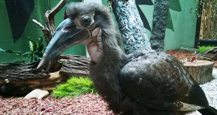 В Московском зоопарке впервые родился рогатый ворон
