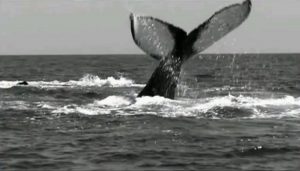 Выставка «Песня китов» откроется на Даниловском рынке. Фото: скриншот с документального фильма National Geographic «Мир гигантских китов. Тайны океана», Youtube