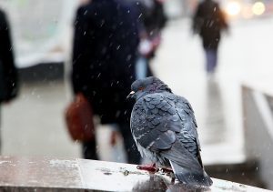 В выходные может прийти зима. Фото: Павел Волков