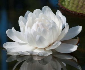 Растение цветет лишь раз в своей жизни. Фото: Bilby, «Википедия»