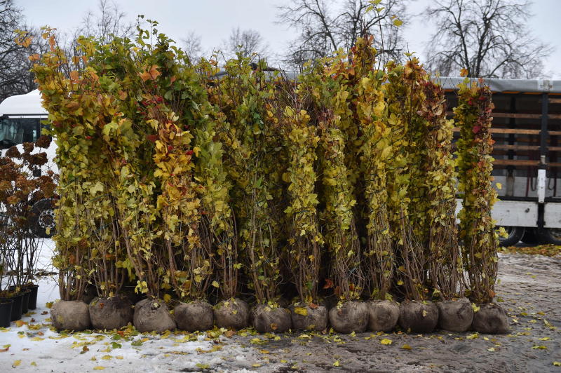 Более 550 деревьев и кустарников высадят в ноябре в Бирюлеве Западном