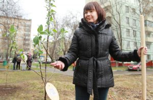 Новые 294 дерева появились в районе Чертаново Центральное. Фото: Наталия Нечаева, «Вечерняя Москва»