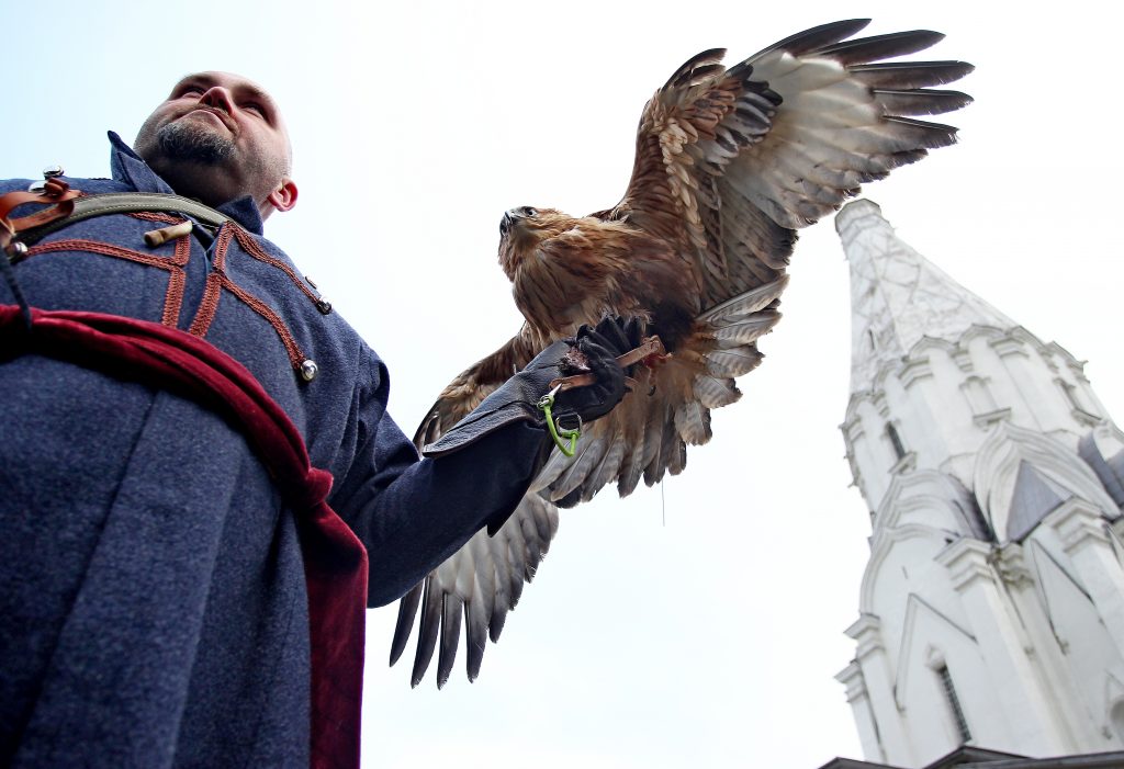 сокол любящий. сова скопа. сокол любящий. лунь канюк тетеревятник. сокол любящий.