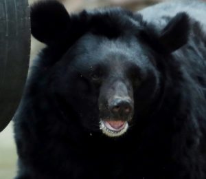 Медведь в Сибири украл у охотника ружья и сбежал