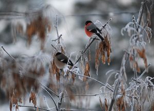 Снегири - один из символов русской зимы. Фото: Александр Кожохин