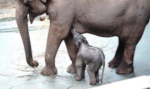 «Гвоздем» бэйби-бума в зоопарке стало рождение азиатского слоненка Филимона у слонихи Пипиты и слона Памира. Фото: mos.ru