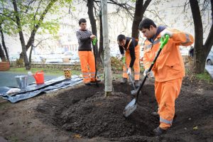 За осень 2017 года в районе Братеево высадили 1350 деревьев и кустарников. Фото: Наталья Феоктистова, «Вечерняя Москва»