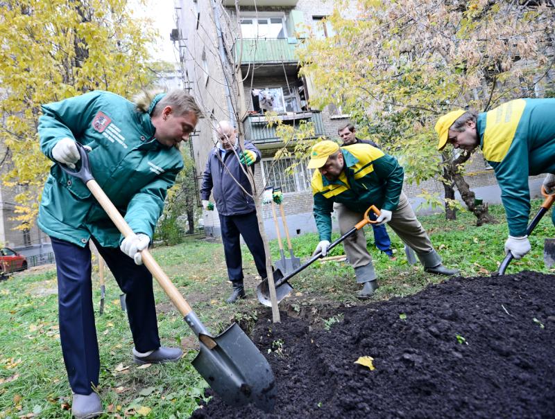 Голосование по озеленению дворов Москвы в 2018 году может стартовать в ноябре