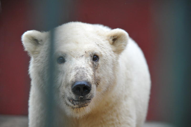 Московский зоопарк начнет работать по зимнему режиму с 23 ноября