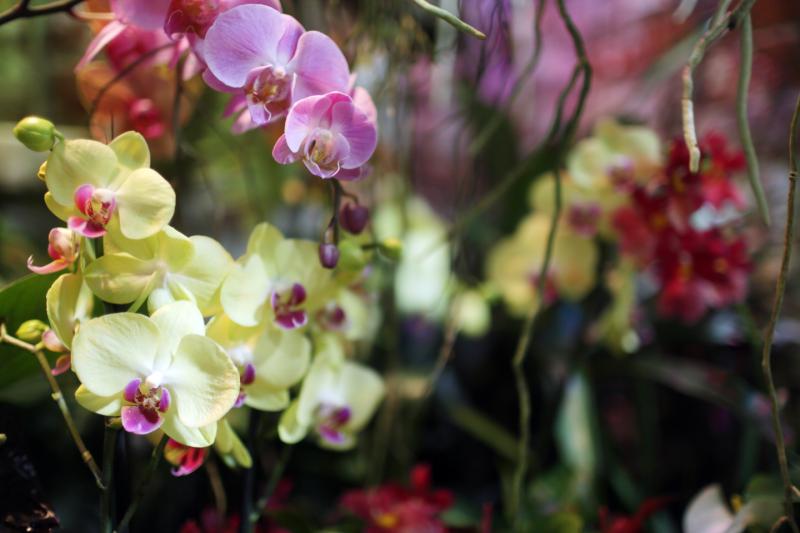 Более 300 видов растений пополнят коллекцию флоры Бирюлевского дендропарка
