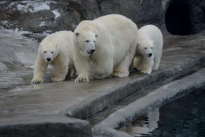 Белым медведям создадут идеальные условия обитания. Фото: Александр Казаков