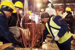 Более 20 тысяч кустарников высадили в Бирюлевском дендропарке. Фото: архив, «Вечерняя Москва» Более 20 тысяч кустарников высадили в Бирюлевском дендропарке. Фото: архив, «Вечерняя Москва»