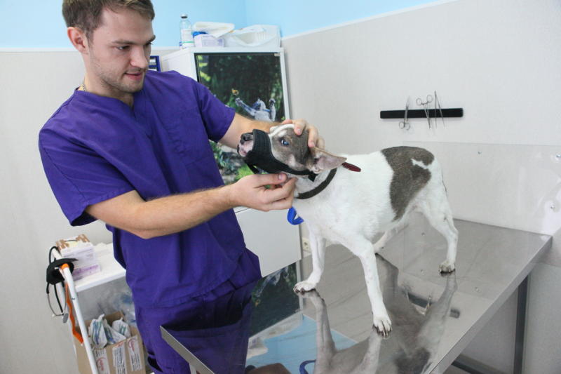 Вакцинацию животных проведут в январе в семи районах ЮАО