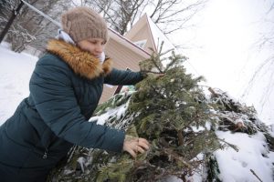 Все деревья отправят на переработку, из них сделают щепу, которая станет основой для нового растительного грунта. Фото: Пелагия Замятина