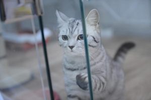 Как умываются животные и их детеныши, узнают посетители выставки «Не мылом единым» в Дарвиновском музее. Фото: архив, «Вечерняя Москва» Как умываются животные и их детеныши, узнают посетители выставки «Не мылом единым» в Дарвиновском музее. Фото: архив, «Вечерняя Москва»